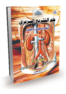 علم التشريح السريري (البطن والحوض والعجان) ع + E